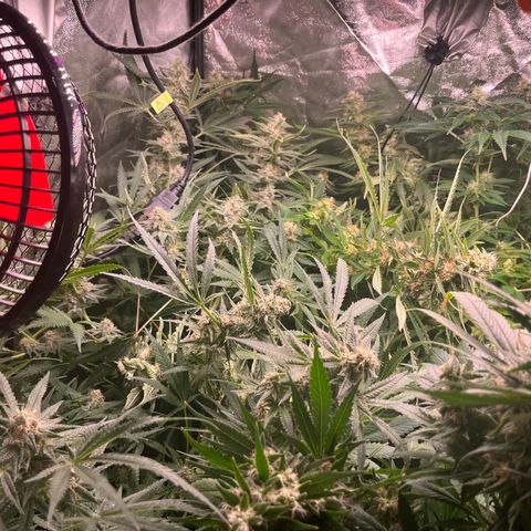 Critical growlog photo: Week 6/7 update, light stressed and main cola died. Other than that all gucci