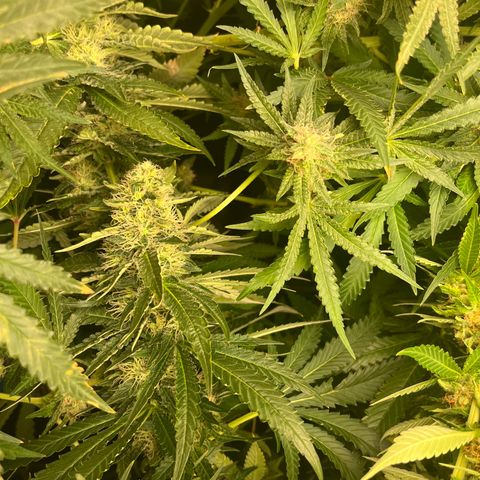 Critical growlog photo: Week 6/7 update, light stressed and main cola died. Other than that all gucci