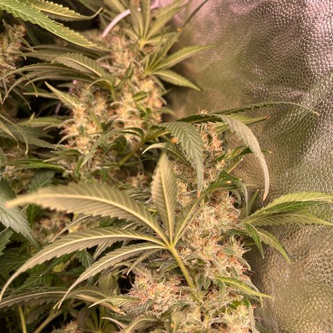 Critical growlog photo: Week 6/7 update, light stressed and main cola died. Other than that all gucci