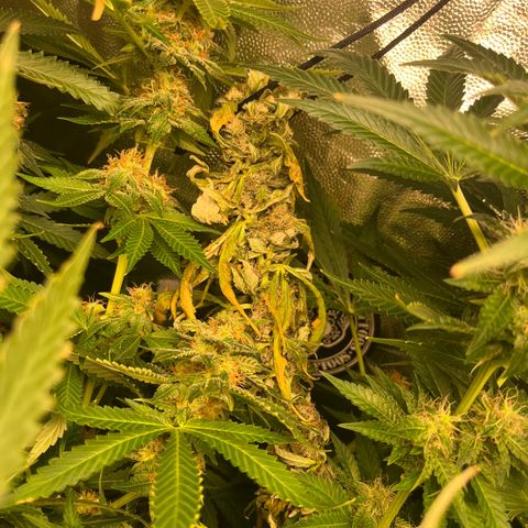 Critical growlog photo: Week 6/7 update, light stressed and main cola died. Other than that all gucci