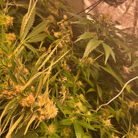 Critical growlog photo: Week 6/7 update, light stressed and main cola died. Other than that all gucci
