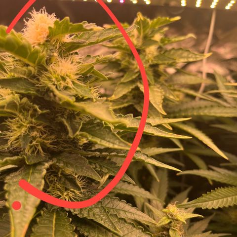 Critical growlog photo: Week 6/7 update, light stressed and main cola died. Other than that all gucci