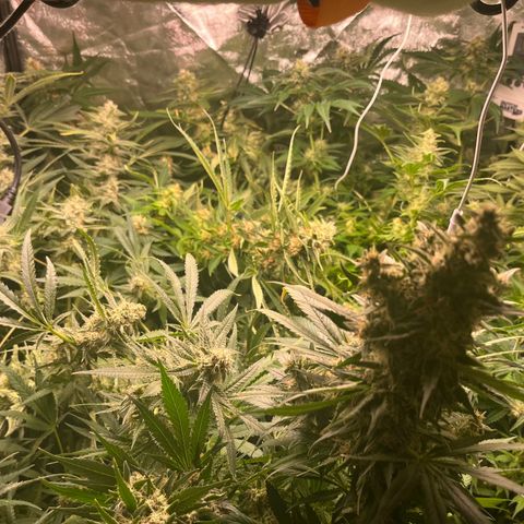 Critical growlog photo: Week 6/7 update, light stressed and main cola died. Other than that all gucci
