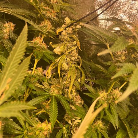 Critical growlog photo: Week 6/7 update, light stressed and main cola died. Other than that all gucci