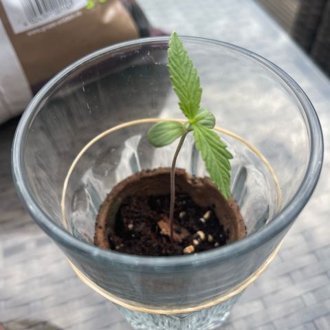 Hulkberry growlog timeline photo