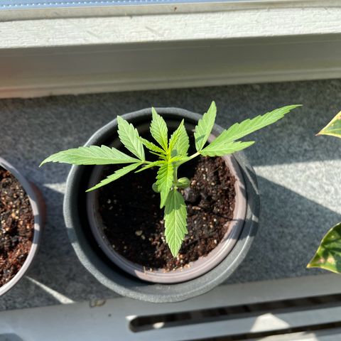 Hulkberry growlog timeline photo