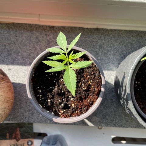 Special Queen growlog timeline photo