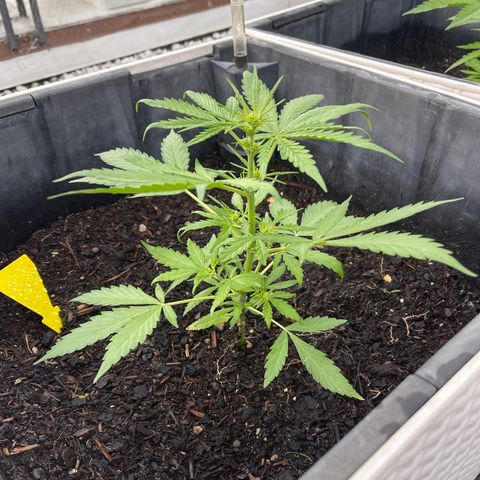 Hulkberry growlog timeline photo