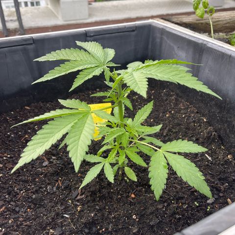 Special Queen growlog timeline photo