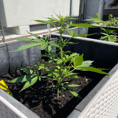 Hulkberry growlog timeline photo