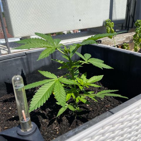 Special Queen growlog timeline photo