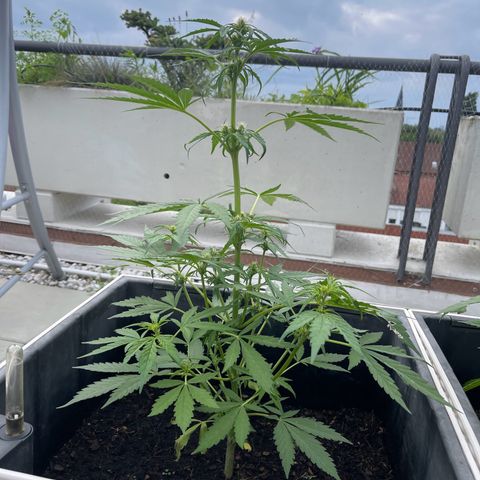 Hulkberry growlog timeline photo