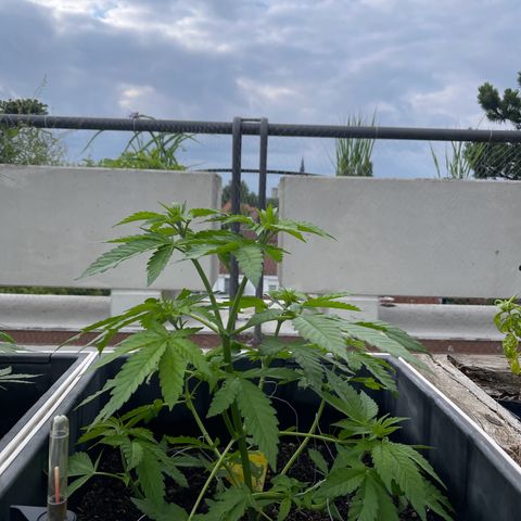 Special Queen growlog timeline photo