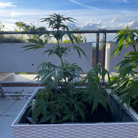 Hulkberry growlog timeline photo