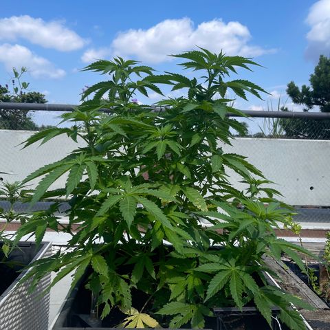 Special Queen growlog timeline photo
