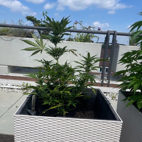 Hulkberry growlog timeline photo