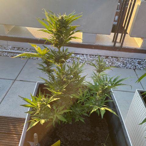 Hulkberry growlog timeline photo