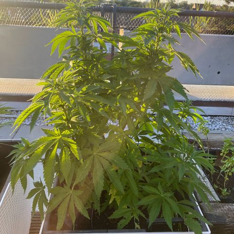 Special Queen growlog timeline photo