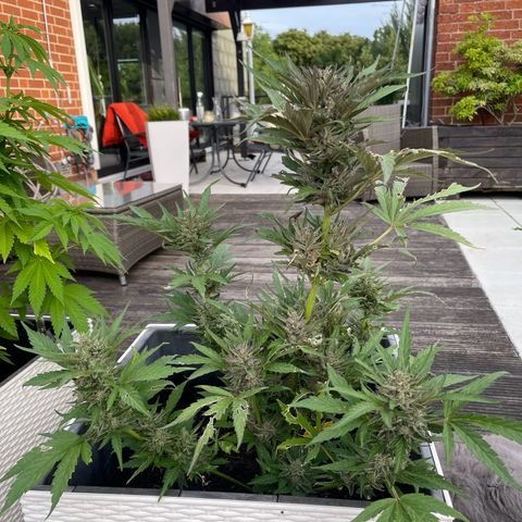 Hulkberry growlog timeline photo