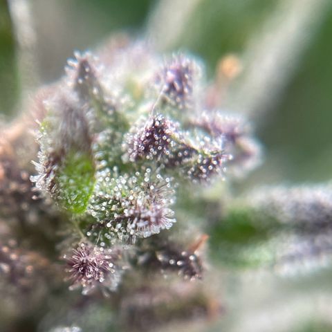 Hulkberry growlog timeline photo