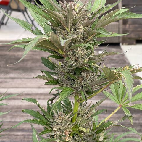 Hulkberry growlog timeline photo