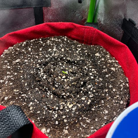 Amnesia Zkittlez Auto growlog photo: Saiu!!