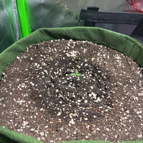 Auto Bruce Banner growlog timeline photo