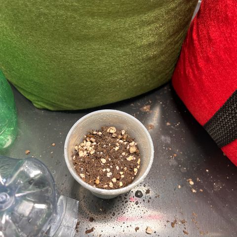 Amnesia Zkittlez Auto growlog timeline photo