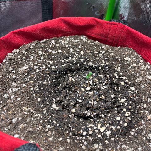 Amnesia Zkittlez Auto growlog timeline photo