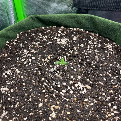 Auto Bruce Banner growlog timeline photo
