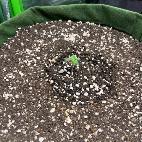 Auto Bruce Banner growlog timeline photo