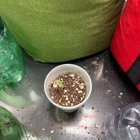 Amnesia Zkittlez Auto growlog timeline photo