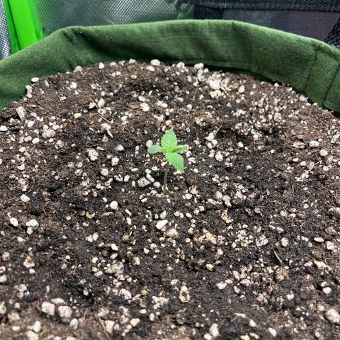 Auto Bruce Banner growlog timeline photo