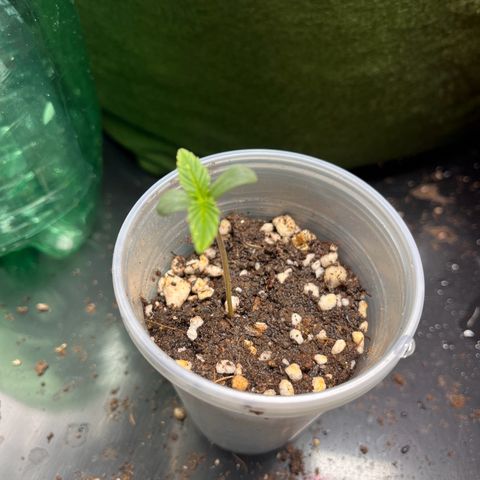 Amnesia Zkittlez Auto growlog timeline photo