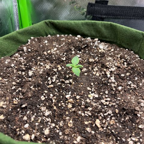 Auto Bruce Banner growlog timeline photo