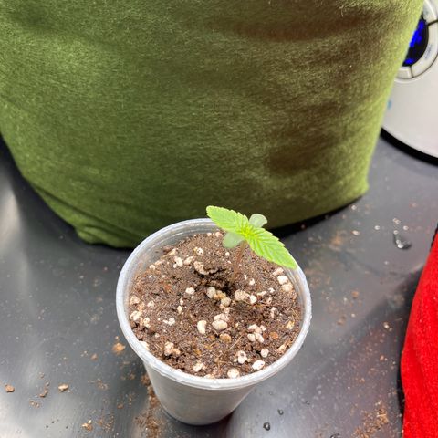 Amnesia Zkittlez Auto growlog timeline photo
