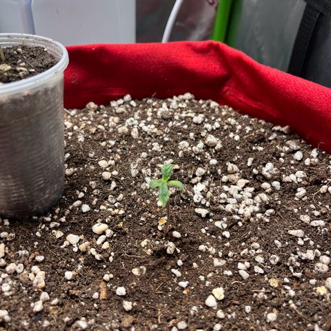 Amnesia Zkittlez Auto growlog timeline photo