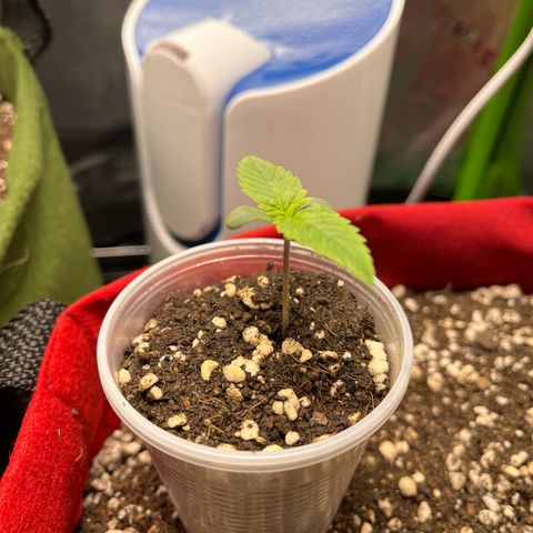 Amnesia Zkittlez Auto growlog timeline photo