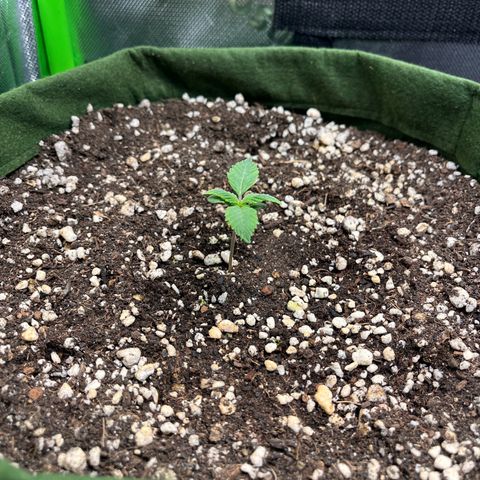 Auto Bruce Banner growlog timeline photo