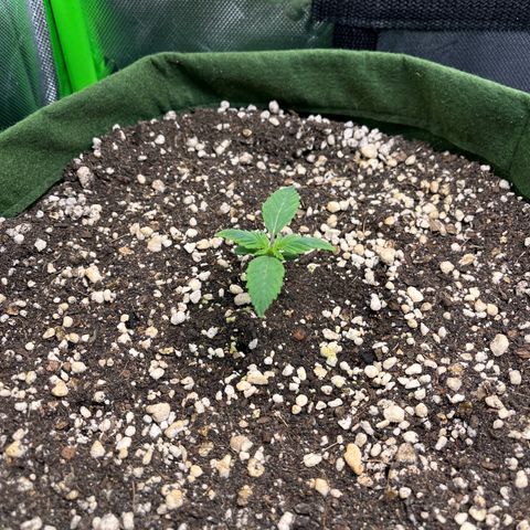 Auto Bruce Banner growlog timeline photo