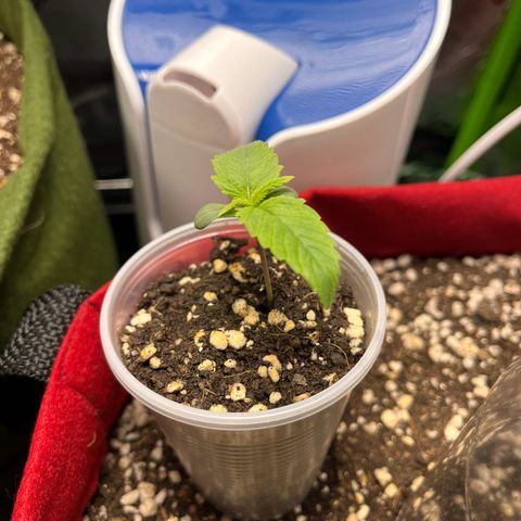 Amnesia Zkittlez Auto growlog timeline photo