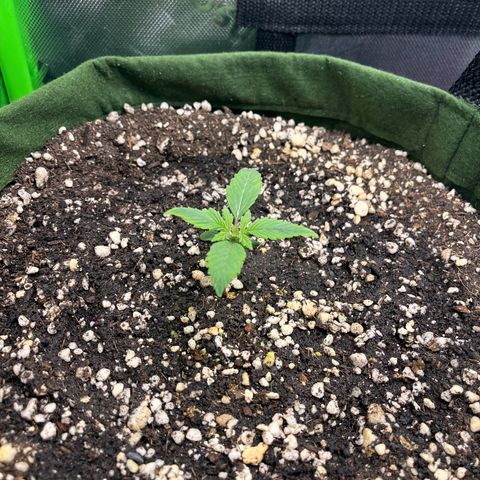 Auto Bruce Banner growlog timeline photo