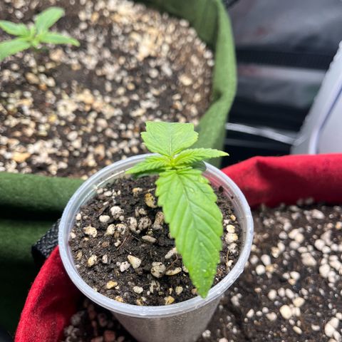 Amnesia Zkittlez Auto growlog timeline photo