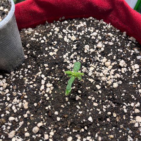 Amnesia Zkittlez Auto growlog timeline photo