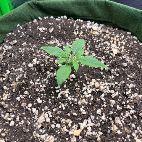 Auto Bruce Banner growlog timeline photo
