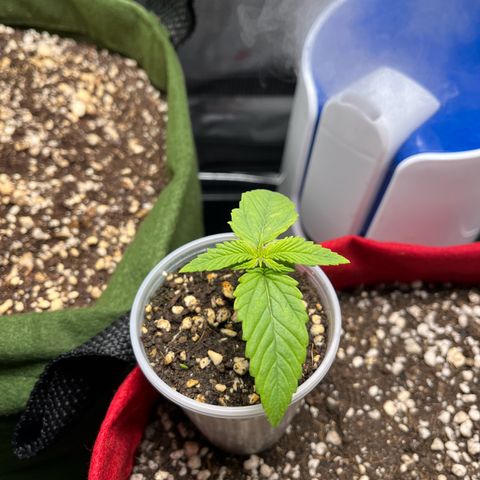 Amnesia Zkittlez Auto growlog timeline photo
