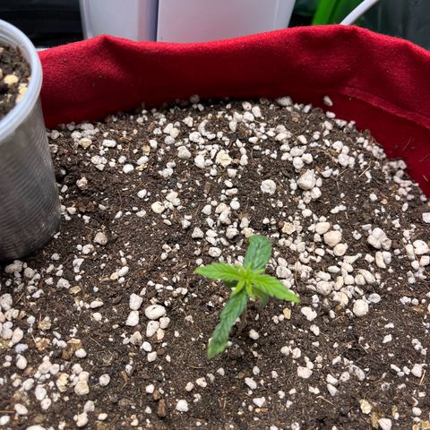 Amnesia Zkittlez Auto growlog timeline photo