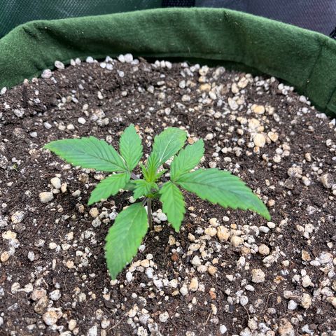 Auto Bruce Banner growlog timeline photo
