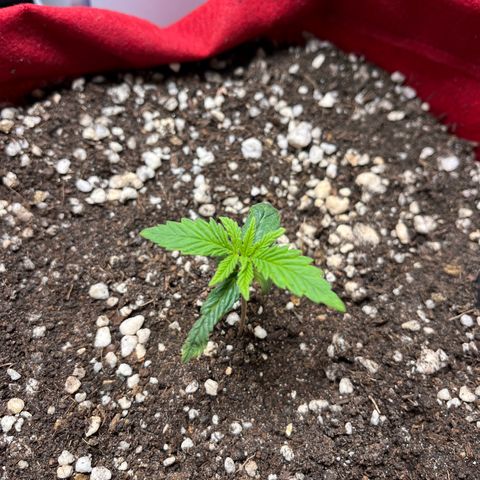 Amnesia Zkittlez Auto growlog timeline photo