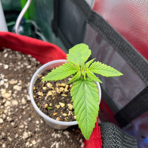 Amnesia Zkittlez Auto growlog timeline photo